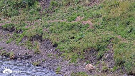 Kodiak Alaska Brown Bears Live Webcam - Aug 18, 2026, 4:27pm AKDT