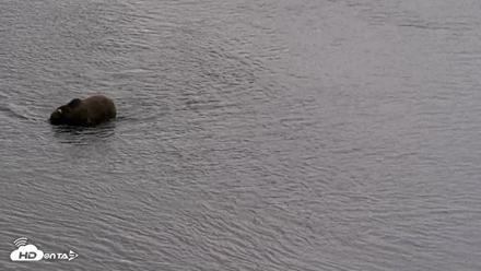 Kodiak Alaska Brown Bears Live Webcam - Aug 20, 2026, 5:43pm AKDT