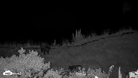 Kodiak Alaska Brown Bears Live Webcam - Aug 18, 2026, 10:25pm AKDT