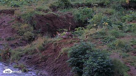 Kodiak Alaska Brown Bears Live Webcam - Aug 12, 2026, 6:36am AKDT