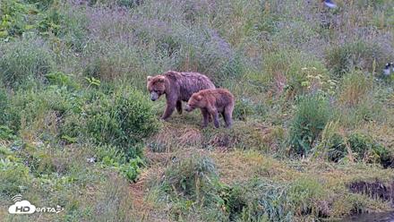 Kodiak Alaska Brown Bears Live Webcam - Aug 2, 2026, 8:58am AKDT