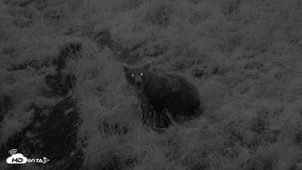 Kodiak Alaska Brown Bears Live Webcam - Aug 19, 2026, 6:43am AKDT