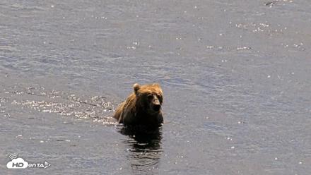 Kodiak Alaska Brown Bears Live Webcam - Jul 31, 2026, 1:47pm AKDT