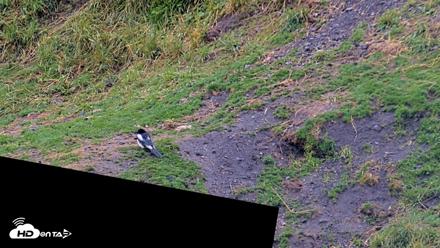 Kodiak Alaska Brown Bears Live Webcam - Aug 4, 2026, 9:34am AKDT