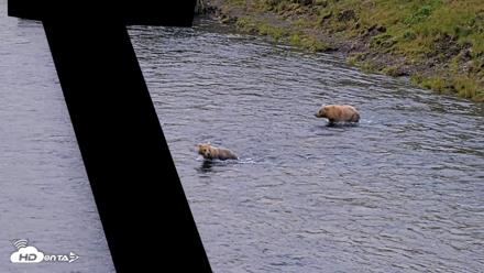 Kodiak Alaska Brown Bears Live Webcam - Aug 3, 2026, 7:36am AKDT
