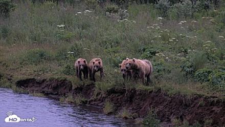 Kodiak Alaska Brown Bears Live Webcam - Jul 31, 2026, 10:40pm AKDT