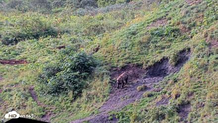 Kodiak Alaska Brown Bears Live Webcam - Aug 18, 2026, 9:47am AKDT