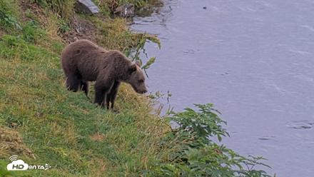 Kodiak Alaska Brown Bears Live Webcam - Aug 20, 2026, 6:07pm AKDT