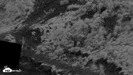 Kodiak Alaska Brown Bears Live Webcam - Aug 19, 2026, 10:05pm AKDT