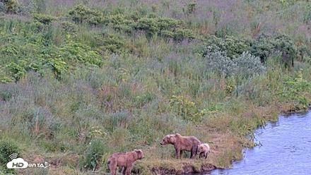 Kodiak Alaska Brown Bears Live Webcam - Jul 31, 2026, 9:14pm AKDT