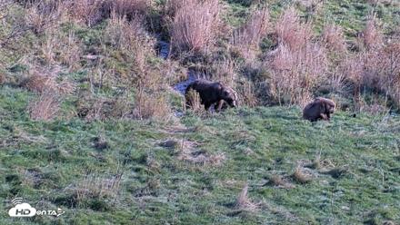 Kodiak Alaska Brown Bears Live Webcam - Oct 21, 2026, 3:13pm AKDT