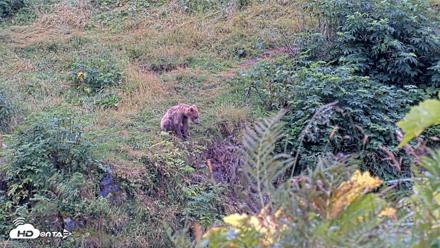 Kodiak Alaska Brown Bears Live Webcam - Aug 20, 2026, 2:14pm AKDT