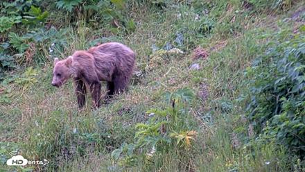 Kodiak Alaska Brown Bears Live Webcam - Aug 4, 2026, 9:05pm AKDT