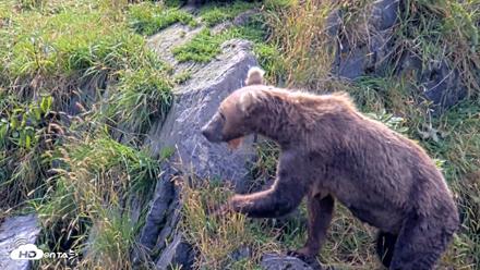 Kodiak Alaska Brown Bears Live Webcam - Aug 21, 2026, 1:13pm AKDT