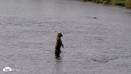 Kodiak Alaska Brown Bears Live Webcam - Aug 18, 2026, 9:51am AKDT