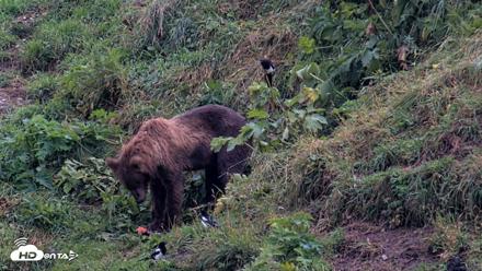 Kodiak Alaska Brown Bears Live Webcam - Aug 17, 2026, 8:23am AKDT