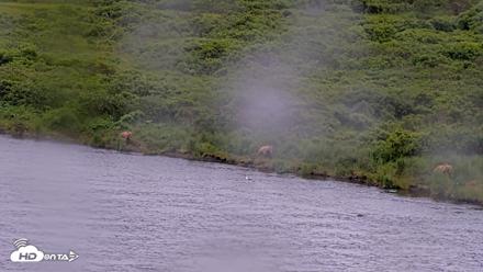 Kodiak Alaska Brown Bears Live Webcam - Jul 13, 2026, 9:23pm AKDT