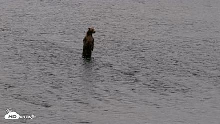 Kodiak Alaska Brown Bears Live Webcam - Aug 18, 2026, 7:28am AKDT
