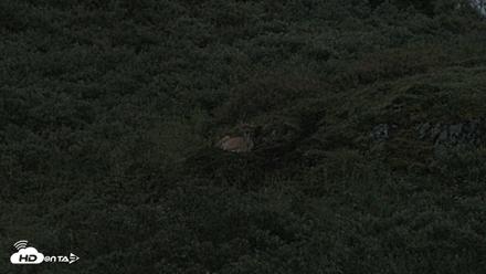 Kodiak Alaska Brown Bears Live Webcam - Aug 19, 2026, 10:01pm AKDT
