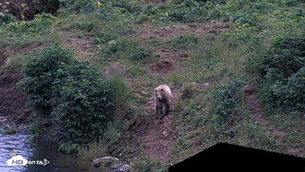 Kodiak Alaska Brown Bears Live Webcam - Aug 2, 2026, 10:39pm AKDT