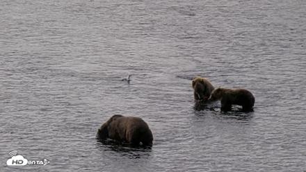 Kodiak Alaska Brown Bears Live Webcam - Aug 18, 2026, 9:53am AKDT