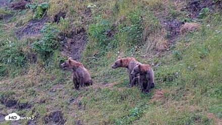 Kodiak Alaska Brown Bears Live Webcam - Aug 5, 2026, 8:51pm AKDT