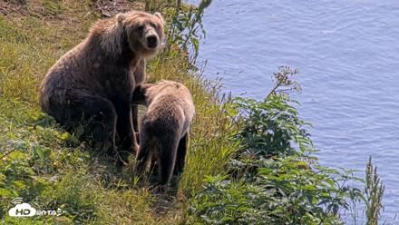 Kodiak Alaska Brown Bears Live Webcam - Aug 8, 2026, 12:31pm AKDT