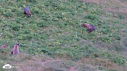 Kodiak Alaska Brown Bears Live Webcam - Aug 11, 2026, 8:09pm AKDT