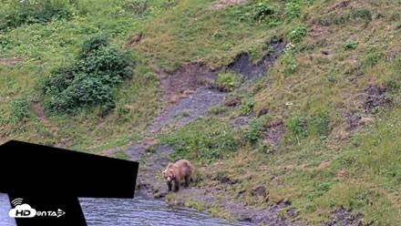 Kodiak Alaska Brown Bears Live Webcam - Aug 4, 2026, 8:54pm AKDT
