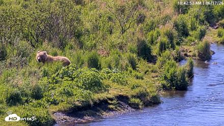 Kodiak Alaska Brown Bears Live Webcam - Jun 17, 2026, 10:43am AKDT