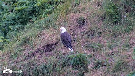 Kodiak Alaska Brown Bears Live Webcam - Aug 4, 2026, 9:37pm AKDT
