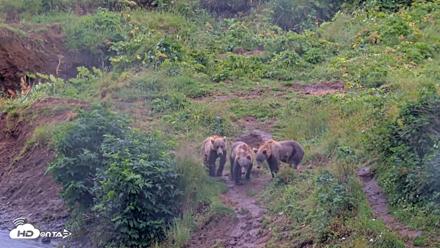 Kodiak Alaska Brown Bears Live Webcam - Aug 12, 2026, 1:46pm AKDT