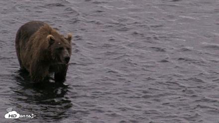 Kodiak Alaska Brown Bears Live Webcam - Aug 11, 2026, 6:33am AKDT