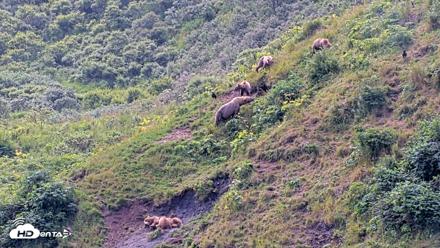 Kodiak Alaska Brown Bears Live Webcam - Aug 9, 2026, 12:50pm AKDT