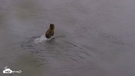 Kodiak Alaska Brown Bears Live Webcam - Aug 4, 2026, 7:20am AKDT
