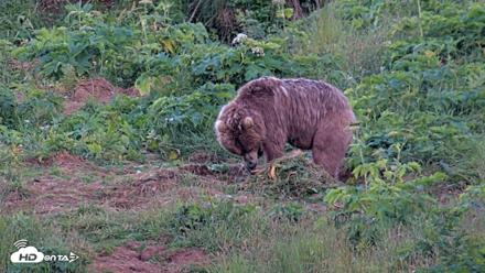 Kodiak Alaska Brown Bears Live Webcam - Aug 1, 2026, 10:11pm AKDT