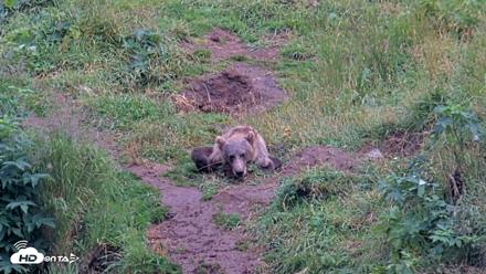 Kodiak Alaska Brown Bears Live Webcam - Aug 13, 2026, 7:39pm AKDT