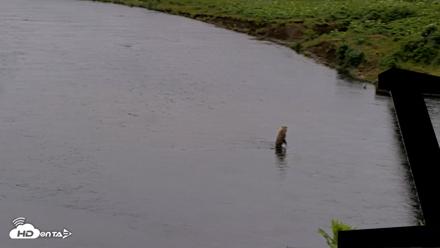 Kodiak Alaska Brown Bears Live Webcam - Jul 19, 2026, 2:34pm AKDT