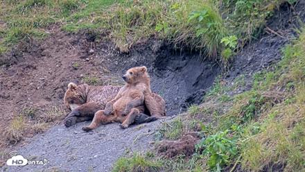 Kodiak Alaska Brown Bears Live Webcam - Aug 1, 2026, 7:25pm AKDT