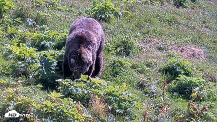 Kodiak Alaska Brown Bears Live Webcam - Aug 23, 2026, 1:32pm AKDT