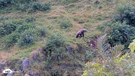 Kodiak Alaska Brown Bears Live Webcam - Aug 23, 2026, 2:28pm AKDT