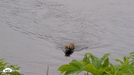 Kodiak Alaska Brown Bears Live Webcam - Jul 22, 2026, 4:35pm AKDT