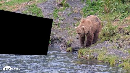 Kodiak Alaska Brown Bears Live Webcam - Aug 4, 2026, 8:55pm AKDT