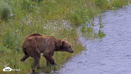 Kodiak Alaska Brown Bears Live Webcam - Jul 23, 2026, 1:13pm AKDT