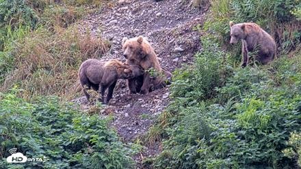 Kodiak Alaska Brown Bears Live Webcam - Aug 14, 2026, 3:38pm AKDT