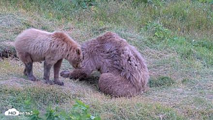 Kodiak Alaska Brown Bears Live Webcam - Aug 3, 2026, 7:58pm AKDT