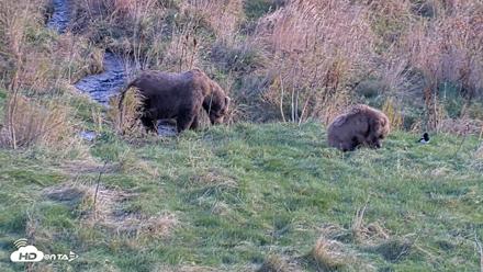 Kodiak Alaska Brown Bears Live Webcam - Oct 21, 2026, 3:13pm AKDT