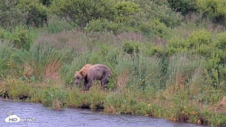 Kodiak Alaska Brown Bears Live Webcam - Aug 6, 2026, 7:10pm AKDT