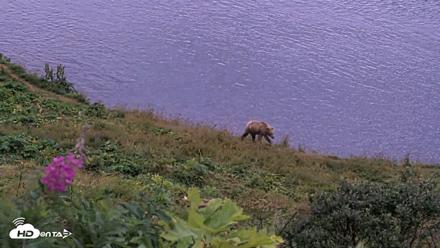 Kodiak Alaska Brown Bears Live Webcam - Aug 14, 2026, 6:34am AKDT