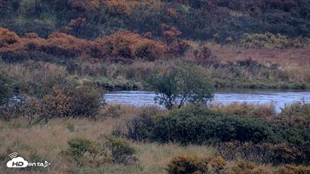 Kodiak Alaska Brown Bears Live Webcam - Oct 4, 2026, 8:40am AKDT